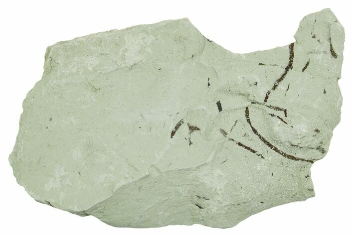 Plate of Silurian Fossil Algae (Kalania) Fossils - Estonia #369718